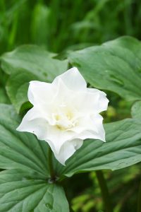 Trillium grandiflorum ‘Flore Pleno’