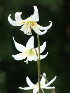 Erythronium californicum ‘White Beauty’