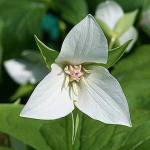 Trillium flexipes ‘Harvington Selection’