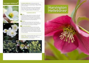 Harvington Hellebores® brochure